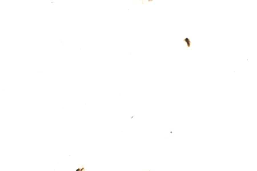 Image 99
